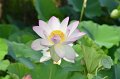 7.16.2016 -  2016 Kenilworth Aquatic Gardens Annual Waterlily & International Lotus Festival, DC(1)